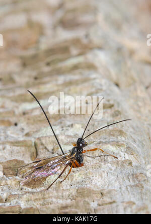 Pimpline Ichneumon Wasp (Ephialtes manifestator) ovipositing profondamente morti in legno di quercia Foto Stock