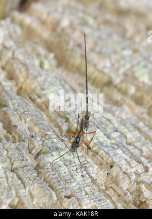 Ichneumon femminile o Darwin Wasp (Ephialtes manifestator) su quercia morta Foto Stock