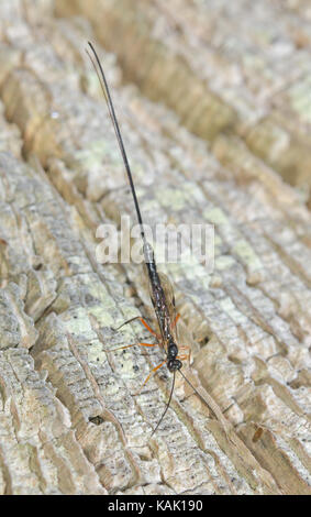 A Pimpline Ichneumon o Darwin Wasp (Ephialtes manifestator) alla ricerca di un insetto ospite da parassitare in quercia di legno morto Foto Stock