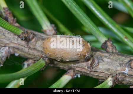 Scarse sawfly di pino (Diprion similis) bozzolo. Sussex, Regno Unito Foto Stock