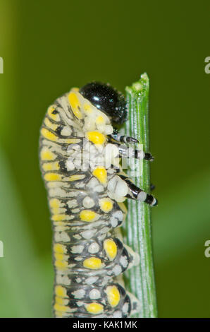 Scarse sawfly di pino (Diprion similis) Larva di close-up Foto Stock
