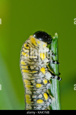 Scarsa introdotto sawfly di pino (Diprion similis) Larva alimentazione su un ago di pino - Macro. Sussex, Regno Unito Foto Stock