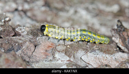 Scarse sawfly di pino (Diprion similis) Larva Foto Stock