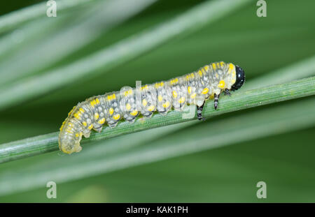 Scarse sawfly di pino (Diprion similis) Larva su ago di pino. Sussex, Regno Unito Foto Stock