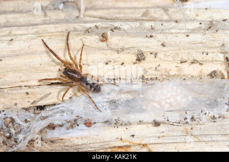 Snakeskin Spider (Segestria senoculata) con uovo-sac. Sussex, Regno Unito Foto Stock