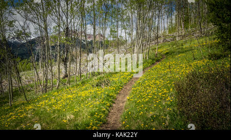 Il sentiero attraversa un aspen patch, circondato da fiori gialli (tarassaco) nel sud chilcotin montagne (British Columbia, Canada). Foto Stock