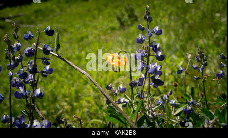 Close-up di lupini e tiger lilly in un prato alpino. (Sud chilcotin mountain Park, British Columbia, Canada) Foto Stock