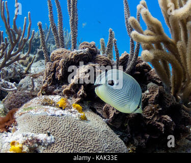 Pesci farfalla in Cozumel Foto Stock