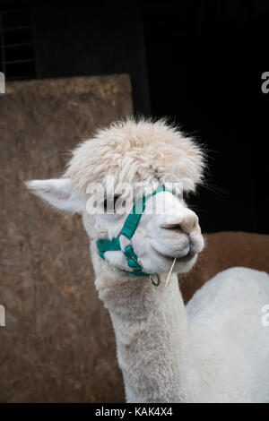 Vicugna pacos. Alpaca in una penna a Malvern autunno mostra, Worcestershire, Regno Unito Foto Stock