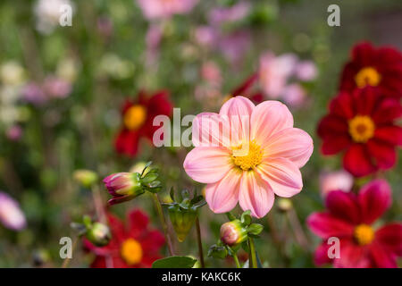 Dahlia 'Rachel de Thame' Fiori. Foto Stock