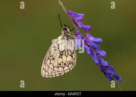 Maschio In Marmo bianco farfalla appollaiato su tufted Vetch Foto Stock