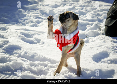 Una giovane Pug si veste mentre Babbo Natale mette la zampa mentre gioca nella neve, Inghilterra, Regno Unito Foto Stock