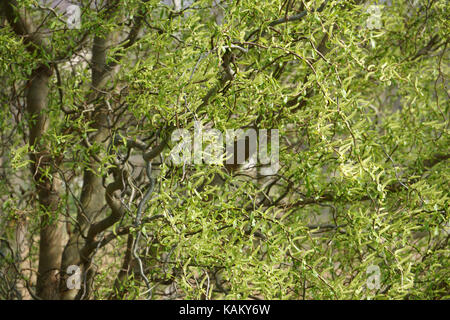 Nocciolo contorto, corylus avellana contorta, in primavera Foto Stock