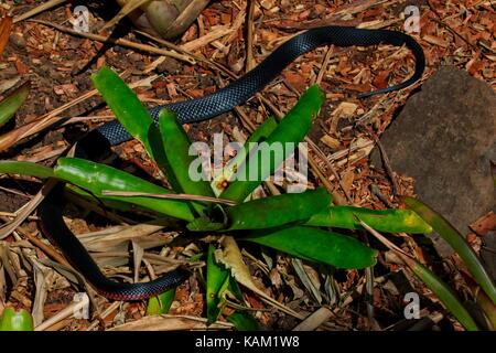 Australian rosso-nero panciuto snake (pseudechis porphyriacus) alla ricerca di cibo Foto Stock