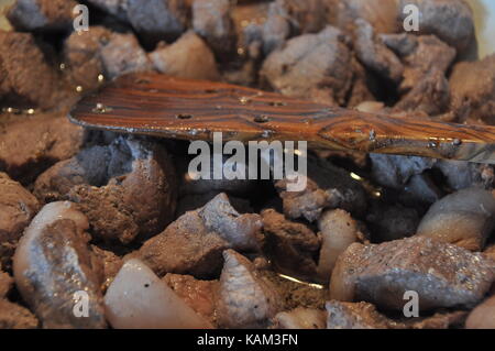 Afelia. cipriota piatto nazionale della marinata e stufati di carne di maiale in spezie aromatiche. Foto Stock