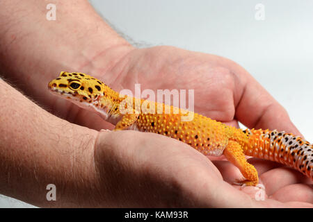 Un Leopard Gecko (Eublepharis macularius) essendo trattenuto in uno studio con uno sfondo bianco. Foto Stock