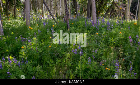 Close-up di lupini selvatici &tiger gigli che crescono in un aspen patch in giugno e luglio. (Presi in sud chilcotin mountain park/lago di abete, BC, Canada) Foto Stock