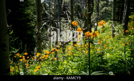 Tiger Lillies crescente lungo un pendio di foresta nel lago di abete area protetta (British Columbia, Canada). Foto Stock