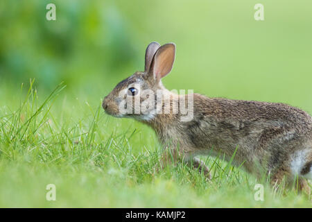 Divertenti coniglio silvilago Foto Stock