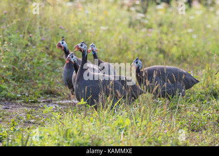 Free range faraona Foto Stock