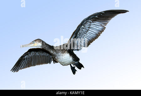 Cormorano phalacrocorax carbo sinensis, phalacrocorax carbo - Volare su sfondo blu Foto Stock