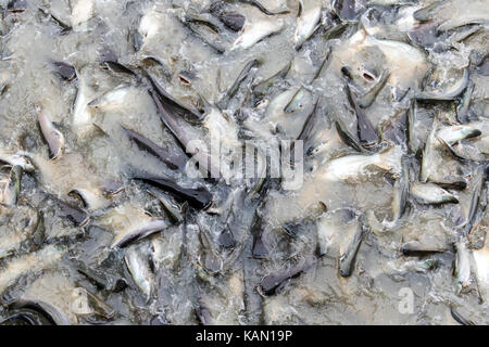 Molti pesci diversi concorrenti per il cibo nel fiume. pesci saltare in acqua per il cibo nel fiume Chao Phraya bangkok, Tailandia. catfish e carpe pane in alimentazione Foto Stock