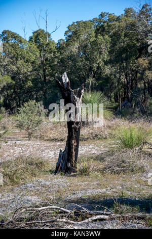 Resti panoramici di un albero bruciato nel parco Whiteman vicino a Perth Foto Stock