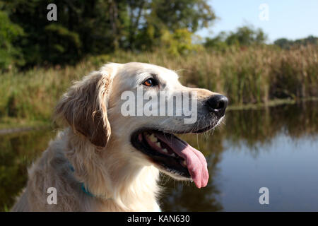 Il Golden Retriever ritratto all'aperto a stagno Foto Stock