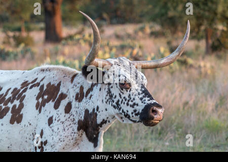 Longhorn cercando di destra al tramonto Foto Stock