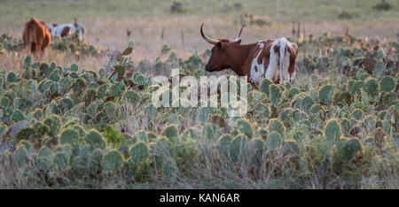 Lognhorn in piedi sul campo di cactus con othes in background Foto Stock