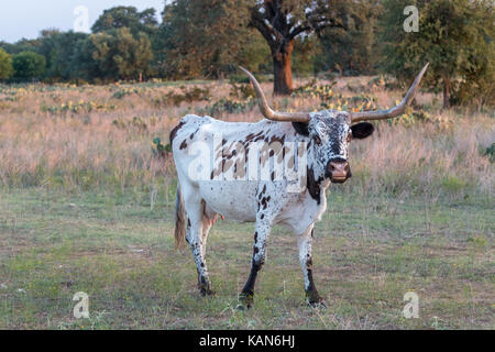 Vista di un Texas longhorn in piedi sul campo Foto Stock