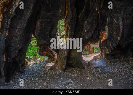 Tronco scavato di un gigantesco albero di tingle vicino a Walpole Foto Stock