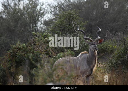 Kudu bull fuoriesce dalla bussola nel parco nazionale di Kruger, sud africa Foto Stock