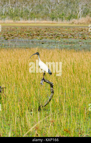 Australian White Ibis (Threskiornis molucca) arroccato da Mareeba Aeroporto zone umide, altopiano di Atherton del Queensland del Nord, QLD, Australia Foto Stock