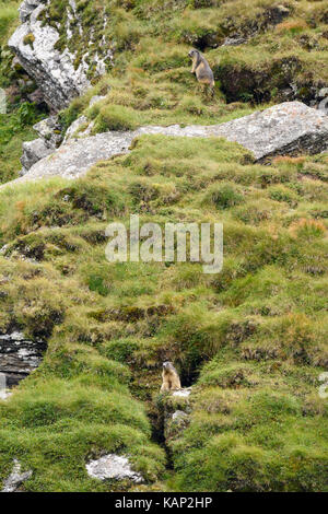 Una marmotta nelle montagne dei Carpazi Foto Stock