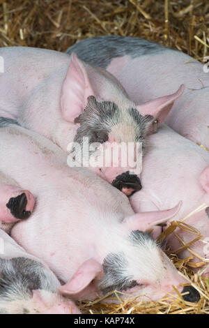 Sus scrofa domesticus. Gran croce bianca di suinetti di dormire in una penna temporanea a Malvern autunno mostra, Worcestershire, Regno Unito Foto Stock