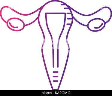 La linea utero tube di falloppio femmina anatomia Illustrazione Vettoriale