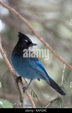 Steller jay / diademhaeher ( cyanocitta stelleri ) arroccata su una conifera albero, guardando indietro sopra la sua spalla, area di Yellowstone, Montana, USA. Foto Stock