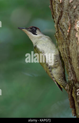 Picchio verde / grünspecht ( Picus viridis ), appollaiato su un tronco di albero, tornando indietro la sua testa, nella tipica posa, l'Europa. Foto Stock