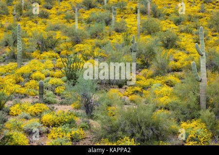 Molla di incredibile fioritura di brittlebush tra i cactus Saguaro presso l'Arizona Lago piacevole parco regionale. Foto Stock