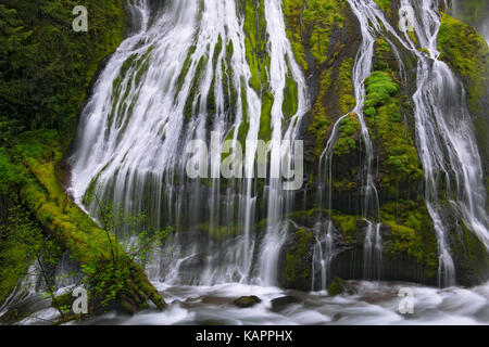 La molla flusso di acqua si riversa su Panther Creek Falls a Washington la Gifford Pinchot National Forest. Foto Stock