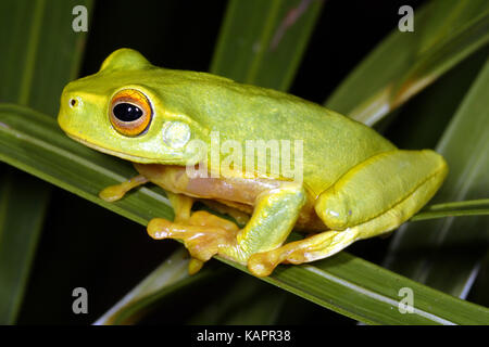 Dolce ranocchio verde (litoria gracilenta), su una lama di vegetazione. cardwell range, Queensland, Australia Foto Stock