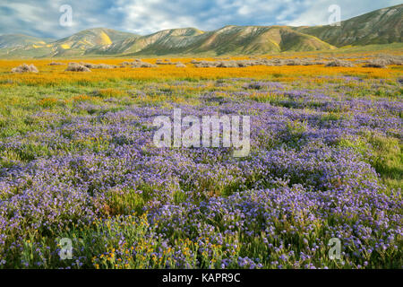 Phacelia viola e arancione fiddleneck tappeto la Elkhorn pianura in California's Carrizo Plain monumento nazionale. Foto Stock