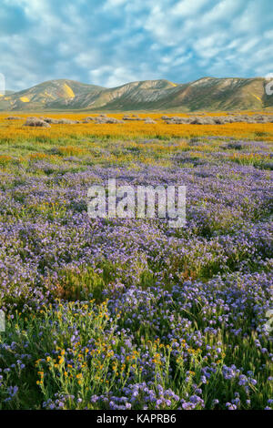 Phacelia viola e arancione fiddleneck tappeto la Elkhorn pianura in California's Carrizo Plain monumento nazionale. Foto Stock