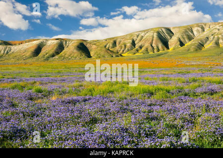 Phacelia viola e arancione fiddleneck tappeto la Elkhorn pianura in California's Carrizo Plain monumento nazionale. Foto Stock