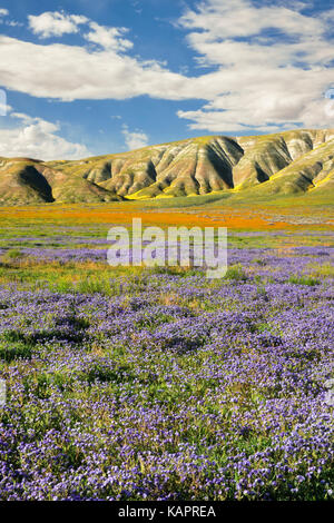 Phacelia viola e arancione fiddleneck tappeto la Elkhorn pianura in California's Carrizo Plain monumento nazionale. Foto Stock