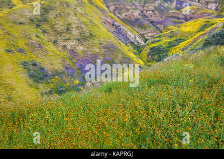 Phacelia viola e arancione fiddleneck tappeto la Elkhorn pianura in California's Carrizo Plain monumento nazionale. Foto Stock