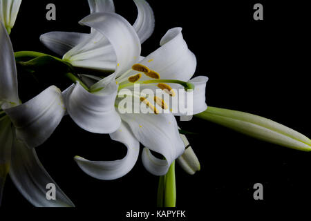 Fiori e boccioli di gigli su sfondo nero Foto Stock