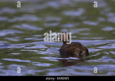 Midget subacqueo, Littell svasso, Tachybaptus ruficollis , Zwergtaucher / Littell svasso / Tachybaptus ruficollis Foto Stock