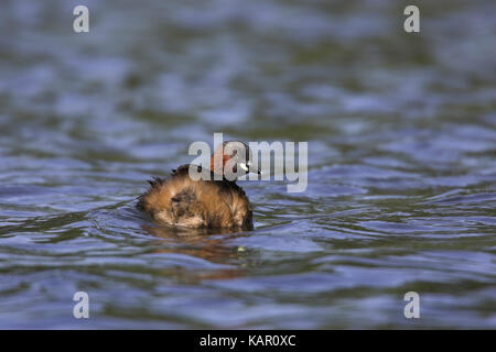 Midget subacqueo, Littell svasso, Tachybaptus ruficollis , Zwergtaucher / Littell svasso / Tachybaptus ruficollis Foto Stock